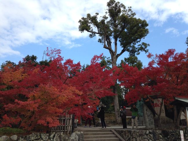 春に続いて秋の京都に行って来ました。紅葉は何処が1番綺麗かなぁ〜と期待しながら…