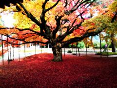 九州の旅　福岡　雷山千如寺 大悲王院（11月17日）