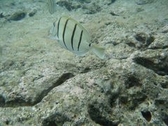 今更だけど、ハナウマ湾？　シュノーケルしたんだよ～(*^。^*)　(2014年5月)