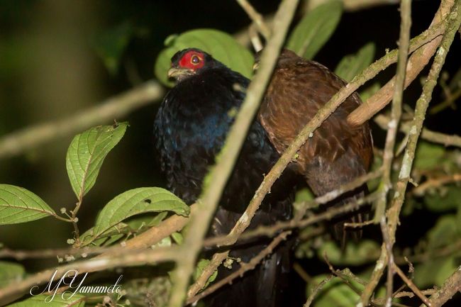 9月のシルバーウィークに、シンガポールの海上の探鳥1日、シンガポールから国境越えでマレーシアに日帰り探鳥（13-15日）と慌ただしい日程で、15日の夜便でジャカルタに。16日から22日までスマトラのパダンから6時間もかかるKerinciで探鳥、22日の夜行便で日本帰国という長期遠征をしてきました。<br />　第３編はKerinciの探鳥です。<br />　１５日の夜便でジャカルタ空港に。スマトラでの探鳥ほ、この旅のアレンジャーと私の２人。当日はジャカルタ空港付近のオーキッドホテル。翌日早朝にジャカルタからスマトラ島のパダンに飛びました。そこからKerinci seblat国立公園に行きました。探鳥地は、Kerinci、Tapan Road の２箇所でした。<br />　本編は、16日のジャカルタから空路Padangへ更に車で6時間のKerinci に。そこは、想像を絶する探鳥地標高1700ｍの村から2300ｍ近辺まで登山しながらの探鳥を三日間。<br />　その時撮影した鳥を中心に紹介です。<br />　<br /><br />　<br />