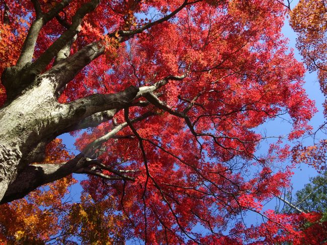 秋晴れ三連休初日。そろそろ紅葉してるかなと、栃木の太平山へひとり遠足にいってきました。<br />きれいなモミジを眺めて、ちょっとだけ山歩きもして、おいしい名物を食べて。最高ッス。<br />