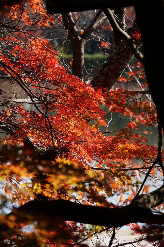 高校が嵯峨野高校にいながら、大覚寺に入るのは初めて。<br />金曜日の朝に入ったが1h-2h経つと人が増えてきた。<br />紅葉は真盛り。<br />11/22-24の3連休は大変な人になりそうだ。