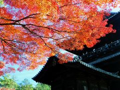 [静京阪の旅：京都編] そうだ、紅葉の京都へ行こう！