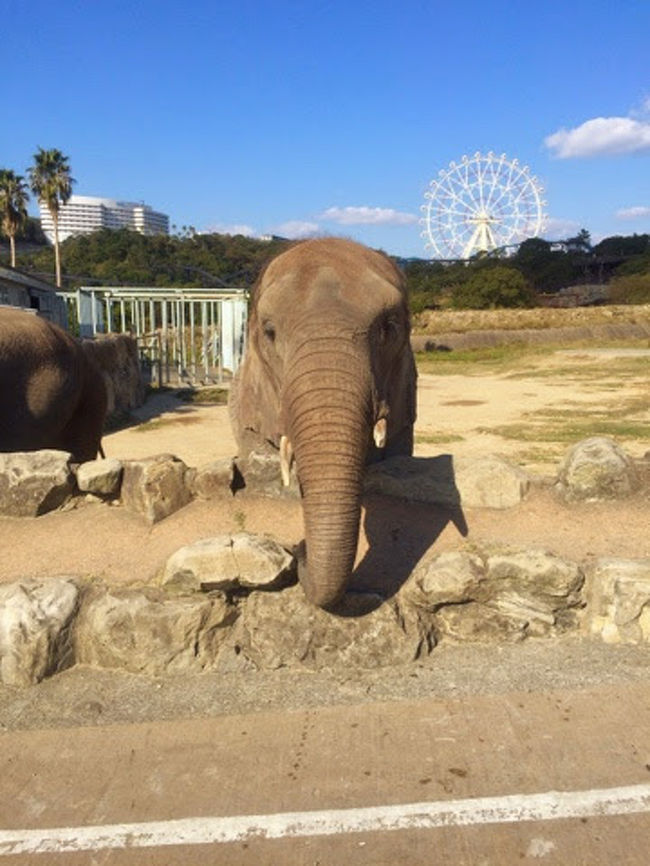 初めて訪れる和歌山県。<br /><br />今回、JALマイル修行 ＆ オトクに泊れる三越宿泊券の条件が一致し、南紀白浜１泊２日の旅へ。<br /><br />【旅程】<br />(1日目)<br />南紀白浜空港　→　Barleyで昼食・ビール　→　千畳敷　→　三段壁　→　白良荘グランドホテル　→　大浴場のお風呂　→　白良浜　→　スーパーで買い物　→　白良荘グランドホテルの夕食<br /><br />(2日目)<br />大浴場のお風呂　→　白良浜　→　白良荘グランドホテルの朝食　→　白良浜　→　アドベンチャーワールド　→　とれとれ市場の寿司屋　→　とれとれ市場で買い物　→　　南紀白浜空港<br /><br />旅行記の本文は こちら↓<br />http://kota-mishima.blogspot.jp/2014/11/12-travel-2014-11.html<br /><br />マイル修行の搭乗記は、こちら↓<br />http://4travel.jp/travelogue/10954328<br />