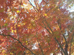 京都の紅葉を見に。