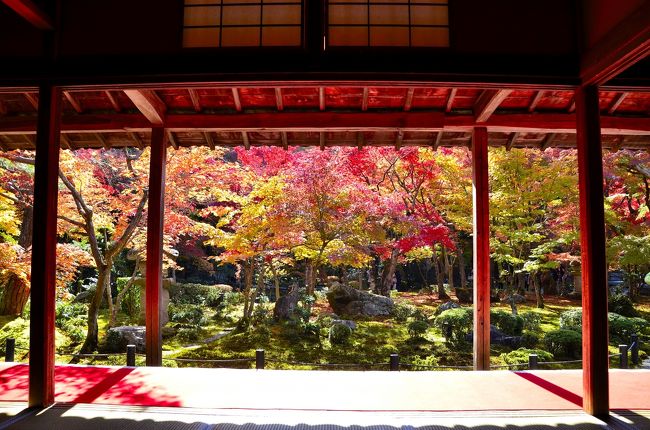 圓光寺は、瑞巌山と号する臨済宗南禅寺派に属する古刹で、徳川家康が1601年に伏見に開いた学問所が起源です。足利学校から招いた三要元佶(さんようげんきつ)和尚が開基し、1667年にこの地へ移されました。<br />江戸時代には「寺子屋」が教育施設を兼ね、この寺も別名「洛陽学校」と呼ばれました。家康が幕府を開いたのが1603年なので、それに先駆けて学校から創設したところは先見の明と言えます。そんなところにも徳川家の治世が長く続いた秘訣が垣間見られます。<br />元桔禅師は、中国最古の詩集「詩経」を家康に講義したと伝えられ、圓光寺を創建すると「孔子家語」や「貞観政要」など、多くの書籍を木活字本として刊行しました。これらの書物は、伏見版または圓光寺版と称され、木活字はこの寺に保管され、日本に現存する最古のものだそうです。また、この圓光寺学校は、僧俗を問わず入学が許されていました。身分制度が厳しかった江戸時代ながら、学問や宗教といった教育に対しては比較的門戸が開かれていたことに驚きです。こうした姿勢に共感したのか、この寺には重要文化財 円山応挙 筆「雨竹風竹屏風」(1776年)や京都出身で琳派の渡辺始興 筆「寿老人図」(1742年)といった名画が奉納されています。また、本尊の「千手観音像」も運慶作と伝えられています。