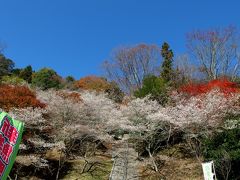 たなびく雲のよう　川見（せんみ）の里の四季桜と紅葉♪2014