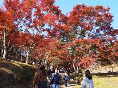 修善寺もみじ狩り^ - ^