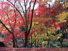 丹波・篠山の見事な紅葉