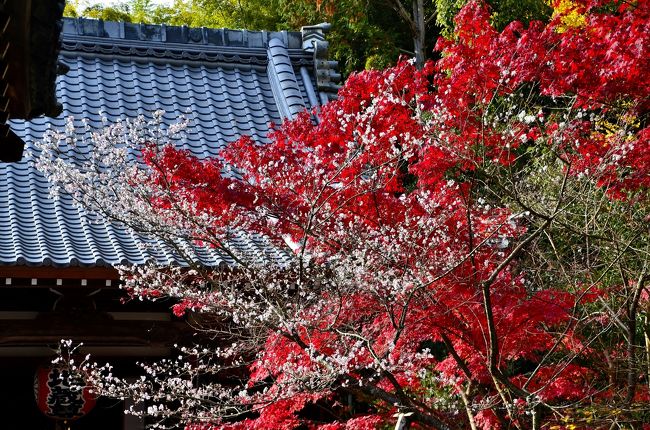 比叡山の西麓に佇む赤山禅院（せきざんぜんいん）は、平安時代の８８８年に天台座主 安慧（あんね）が、師である最後の入唐僧 円仁の遺命により創建した、天台宗総本山延暦寺の塔頭のひとつです。平安京の表鬼門に位置し、王城鎮守や方除け、商売繁盛の神として篤い信仰を集めています。閑静な地にあり、秋には「もみじ寺」の異名をとるほどです。<br />本尊は陰陽道の祖神 赤山明神。この神は、天上では福禄寿星、地上では泰山府君（たいざんぶくん）と呼ばれています。赤山明神を中国から日本に伝えたのが円仁です。円仁が唐から帰国する際、２度も暴風雨に遭いましたが、赤山明神が船の舳先に立って守護したために助かり、帰国後円仁は比叡山西麓に赤山明神を勧請しました。これが赤山禅院の起源です。しかし円仁は、禅院の建立を発願したものの、それを果たせずに没しました。その遺命を受けた安慧が唐の赤山法華院にあった泰山府君を勧請して建立したのが赤山禅院です。<br />赤山禅院は平安京の東北の方角にあり表鬼門に当たることから、赤山大明神は皇城の表鬼門の鎮守神として祀られました。比叡山の東にある延暦寺の鎮守神 日吉（ひえ）大社の日吉山王神に対し、赤山大明神は延暦寺の西の鎮守神とされました。以来、皇室から篤く信仰され、修学院離宮の造営で知られる後水尾天皇が離宮へ行幸された際、社殿の修築と「赤山大明神」の勅額を賜っています。