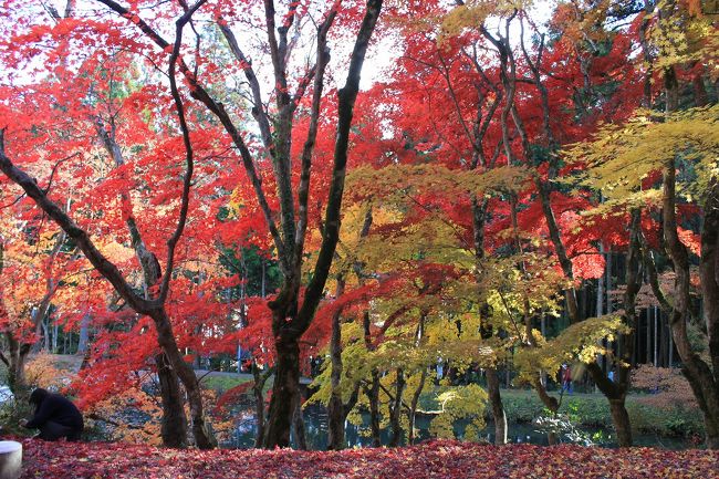 今年も紅葉のシーズン<br />近場でもみじ狩りをしようと毎年出かけている丹波の石龕寺と篠山の洞光寺。<br />両寺とも紅葉がとてもきれいなところです。<br />時期的に少し遅いかなと思ったのですが、とてもきれいな紅葉に出会えました。<br />今年のもみじは、真っ赤に染まってとてもきれいです。<br />