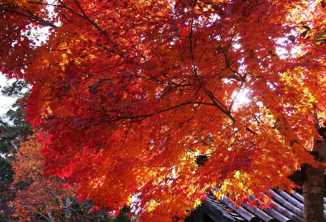 丹波の紅葉名所巡り。