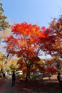 2014.10札幌出張旅行・恵庭渓谷4終-北大キャンパスの紅葉，帰京