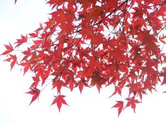 20141123-3 駒込 旧古河庭園の紅葉とバラ園と