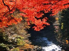 「　紅葉　さがし　　奥多摩むかしみち　　ハイク　」　2014