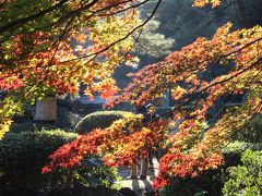 2014年11月　武蔵国一宮　大宮氷川神社を紅葉時期に歩いてみました