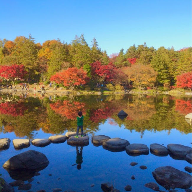 東京の西側にある「国営昭和記念公園」。<br /><br />ふとぶらりと行ってみました。<br />全く記憶にないが、おそらく小学生ぐらいのときに来たはずで、約30年ぶりの訪問。<br /><br />行ってみたら、園内は紅葉シーズン。<br />まさに今が見頃でした。<br /><br />