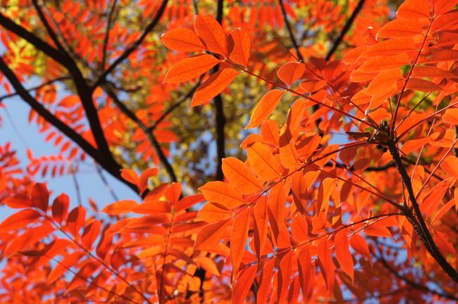 朝ごはん？済ませて、駒込駅到着。お目当ては、紅葉見頃の庭園のはしごですが、どちらを先にしようかな？<br /><br />体力有るうちに、広くて人の多い六義園からにいたしますかな。