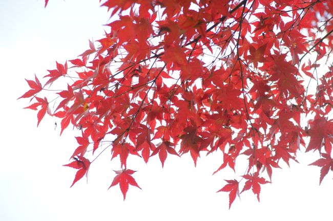 六義園で人混み避けながらの紅葉見学の後、共通入場券持って、旧古河庭園へ。六義園に比べれば、こじんまりで、人もやや少なめ。それでも、十分混んでますがね。<br /><br />訪問は去年に続いて二回目ですが…やっぱ、洋館と日本庭園の組み合わせがミスマッチな…