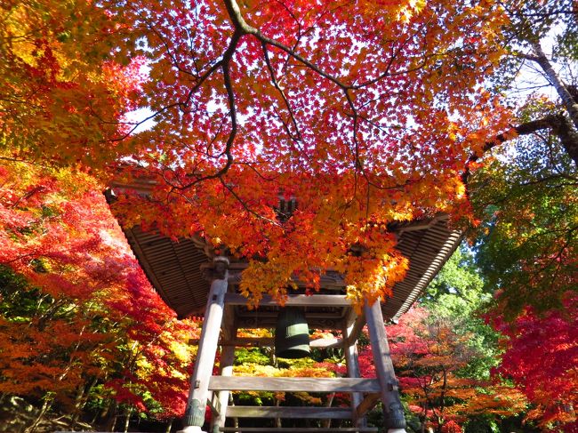 もう紅葉も終わってしまいましたが、来シーズンに来られる方の参考になればと思いまして、今更ながらアップします。滋賀県の彦根から近江八幡までの湖東・東近江地域の紅葉の名所と言えば、勝手なランキングでは①永源寺②百済寺・金剛輪寺・西明寺の湖東三山③彦根城の大名庭園・玄宮園④教林坊です。<br /><br />しかし行ったことがあると、敢えて外すは天の邪鬼なワタクシ。ストレス抱えまくった日々から解放されるべく巡った、ある秋の一日をどうぞ～