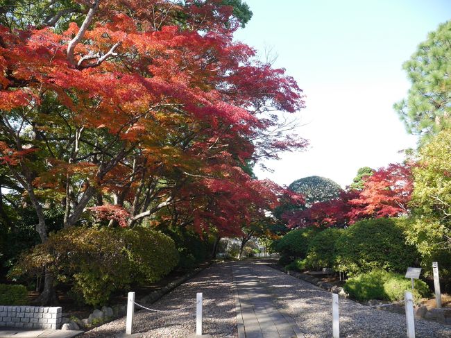 県立佐倉高等学校記念館は、旧佐倉藩主堀田正倫の寄付により明治43年（1910）に建築され、当初は本館として使用されていました。塔やドーム屋根を持つ明治期の木造洋風建築物です。<br />NHK朝ドラ、「梅ちゃん先生」のロケ地です。<br />佐倉には毎年来ていますが、佐倉高校は初めてです。<br />佐倉高校の敷地にある地域交流施設にも入ってみました。