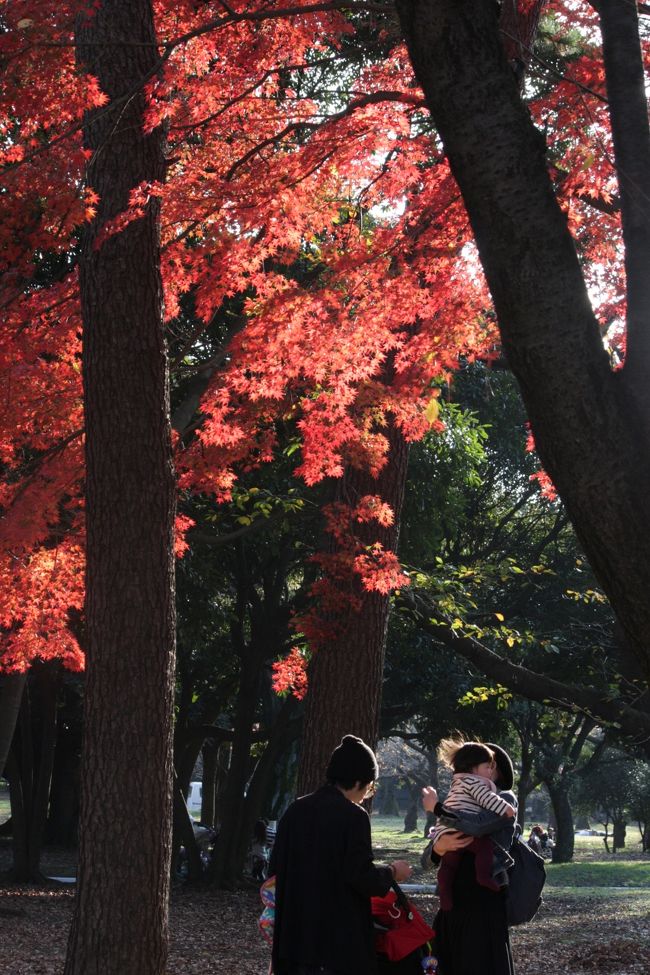 代々木公園のモミジの紅葉　2014.11.23　<br />「代々木公園の勤労感謝の日の午後」<br /><br />10月のスコットランド・フランスの旅以降は都内に出る機会が少ないので、勤労感謝の日と日曜日が重なった23日の午後、秋の初めにデング熱ウィルスを持った蚊が見つかって話題になった代々木公園の紅葉を見に行った。<br />自宅の最寄駅の小手指を1時過ぎの急行に乗り、池袋経由で原宿で降りた。<br />この日は小春日和の穏やかな天気も手伝って、原宿駅は正月並みの混雑であった。<br />駅の前でいきなり猫・兎・狸（狼？）三匹のマスクをかぶったお姉さんに出会い、一枚目の撮影。<br />並木のイチョウは黄葉直前であるが青空に映えて綺麗だ。<br />神宮橋から明治神宮の南鳥居あたりでは七五三の衣装の子供連れを何組も見かけたので写真を撮らせてもらった。<br /><br />初めてきた代々木公園は新宿御苑と同程度の広さ（代々木54.1ha、新宿58.3ha）であるが、入園無料で一般開放されているためか、自由に遊んだりストリート・パフォーマー（大道芸人）がいたり、自由な雰囲気がある。<br /><br />モミジの木は多くはなく、真っ赤に色づいた紅葉の下では大勢の入園者がスマホやカメラを向けていた。<br />池にカモがスイスイ泳いでいたり、カラスが群れをなして大声でわめいていた。<br /><br />原宿と代々木公園で1時間半ほど過ごし、次は山手線を内回りに半周して東京駅へ向かった。夕日に染まった赤煉瓦の東京駅を撮るためであるが、着いたのが4時過ぎで1時間遅かった。<br />それでもめげずに駅舎や南口ドームを撮り、となりのKITTE（旧東京中央郵便局）のクリスマスツリーを見たり、6階の屋上庭園から東京駅や周辺の高層ビル群の宵の口の風景を楽しんだ。八重洲口側の新幹線ホームに停車中の車両や発着するのがよく見えるのでこの屋上庭園は子供連れにも人気スポットの一つだ。<br /><br />次に丸ビル5階の展望デッキへ移動し、そこから東京駅やKITTEを再度撮影した。<br />丸ビル西側の丸の内仲通りのケヤキ並木はすでにイルミネーションが灯っており、年末の華やぎを演出してくれる。イルミネーションの撮影法は何度も紹介しているが、マニュアル・フォーカスでピントをずらせて小さいLED光源を大きく見せる「虚飾」が効果的だ。<br />http://4travel.jp/domestic/area/kanto/tokyo/shibuya/omotesando/tips/10215844/<br /><br />仲通りを満艦飾の大型3輪バイク（トライクTRIKE）の列がこれ見よがしにやってきて観衆を喜ばせていた。私自身も関心がありリーダーのおっさんにいくら掛けたのか訊いてみた。あまりの熱の入れ様に驚いた。<br />TIFFANYの前に一列に並んで飾り立てた色とりどりの照明を見せたり、小さい子供たちをサドルに座らせて写真を撮らせたり、サービス精神も忘れていない。<br /><br />フェラーリが2台並んでいたり、ベントレーの家族連れを見かけたり、都心でしかめったに見られない経験は東京へ出かける楽しみの一つだ。田舎住まいだけでは飽きが来る。<br />最後は新丸ビルの１階の入り口を撮ってから丸ノ内線で池袋へ向かった。<br /><br />撮影　CANON EOS40D  EF-S17/85, EF-S10/22, EF-S55/250<br />    PowerShot A2300<br /><br />参考旅行記<br />小さな旅　東京の秋　渋谷・代々木公園　2012　<br />http://4travel.jp/travelogue/10730215<br /><br />小さな旅　東京の秋　東京駅<br />http://4travel.jp/travelogue/10731160<br /><br />■あとがき<br />副題「代々木公園の勤労感謝の日の午後」は点描画で有名なジョルジュ・スーラ Georges Seuratの超大作「グランド・ジャット島の日曜日の午後 Un dimanche après-midi à l&#39;Île de la Grande Jatte（1884-86)」を意識して付けました。<br />パリの北西ブーローニュの森に近いグラン・ジャット島の水辺で日曜日の午後に憩うたくさんの人々を描いた絵と、小春日和の午後の代々木公園に集い憩う人々の雰囲気に共通性を感じました。<br />スーラのこの絵はシカゴ美術館の入り口に近くに飾られ、初めて見たときの感動は言葉にできません。ルノアールの「テラスにて　Sur La Terrasse(英語名On the Terrace）」と並んで私のお気に入りで、出張の途中でシカゴにわざわざ立ち寄って2回目を楽しみました。<br /><br /><br />お気に入りブログ投票（クリック）お願い<br />http://blog.with2.net/link.php?1581210