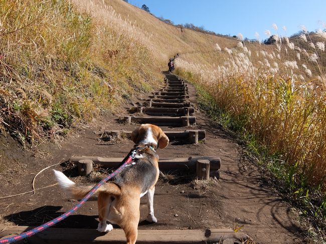 奈良　曽爾高原　愛犬と