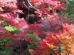 京都・山科   毘沙門堂  燃えるような赤紅葉！