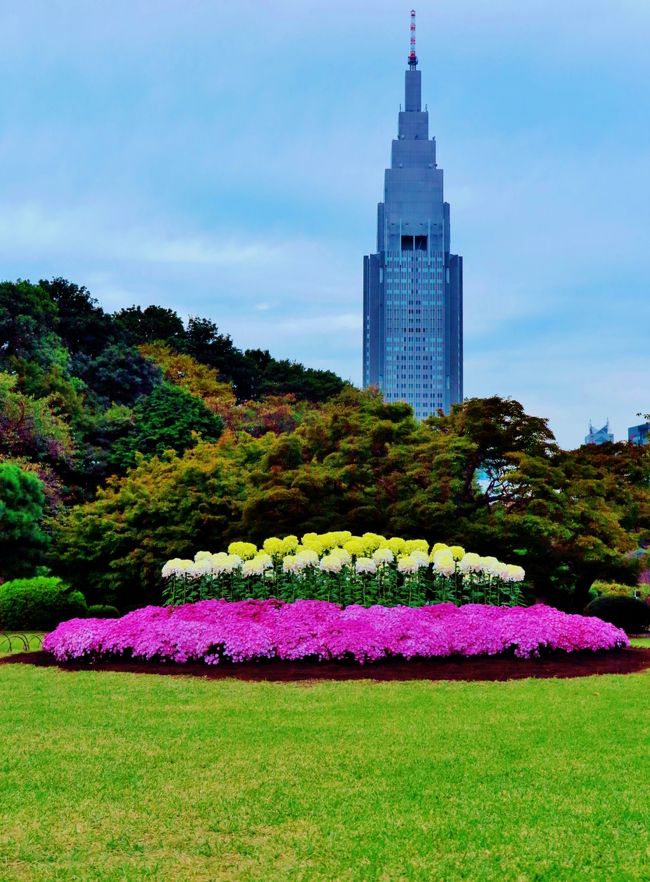 新宿御苑は、東京都新宿区と渋谷区に跨る環境省所管の庭園である。<br />1906年5月 - 新宿御苑が開園する。1949年5月 - 国民公園となり一般に利用が開放される。<br /><br />御苑内は約58ヘクタールのスペースに「日本庭園」、「イギリス風景式庭園」、「フランス式整形庭園」を組み合わせており、樹木の数は1万本を超える。桜は約1300本あり、春には花見の名所として大勢の観光客で賑わう。日本さくら名所100選に選定されている。<br />（フリー百科事典『ウィキペディア（Wikipedia）』より引用）<br /><br />新宿御苑については・・<br />http://www.env.go.jp/garden/shinjukugyoen/<br />http://www.fng.or.jp/shinjuku/shinjuku-index.html<br /><br />新宿御苑の秋の花といえば、日本庭園を彩る皇室ゆかりの菊花壇展。<br />　毎年11月1日から15日まで、日本庭園にて開催し、期間中は特別開園期間として、毎日休まず開園いたします。　年に一度の晴れ舞台。菊花の艶やかな競演がおりなす、伝統美の世界。咲き誇る花々を愛でながら、新宿御苑で風情あふれる菊のお花見を是非お楽しみください。	<br /><br />観菊会の歴史<br />　菊が皇室の紋章と定められたのは、明治元年(1868)でした。このときから日本国民にとっては、皇室と菊花が直接的な関係を持つようになります。<br />　宮内省は皇室を中心として菊を鑑賞する為に、明治11年(1878)に赤坂の仮皇居で初めての「菊花拝観」を開催しました。明治13年(1880)からは「観菊会」と名称が変更になりましたが、以後昭和11年(1936)年まで、戦争、震災、大喪、御大典などの年を除き、毎年開催されました。<br />昭和24年(1949)5月21日に「国民公園新宿御苑」として一般に公開されるに及び、11月1日から15日まで、13年ぶりに菊花壇を日本庭園内に設け、宮内省時代から受け継いだ伝統の新宿御苑菊花を初めて一般に公開しました。　昭和47年からは、特別招待日を設けての「菊を観る会」は催さず、期間中は環境庁長官招待による任意の「菊を観る会」となり、平成13年からは環境大臣招待として現在に至っています。<br /><br />新宿御苑の菊の栽培の歴史<br />　皇室の観菊会は始めは赤坂の仮皇居で催されましたが、その菊は赤坂仮皇居内の丸山仕立場(現在の大宮御所の一郭)で栽培されたものでした。大正14年(1925)には赤坂に秩父宮御殿を造営するために、赤坂丸山の菊栽培場をすべて新宿御苑に移設しました。<br />　以来今日まで、丸山仕立場時代からの長い変わらざる伝統を継承しつつ、新宿御苑の菊栽培が続けられてきました。　大正から昭和にかけては、観菊会の展示の規模、技術、デザインなどがもっとも充実した時期で、新宿御苑がパレスガーデンとして広く海外に知られるようになりました。<br />（　http://www.fng.or.jp/shinjuku/info/kiku/kikukadan.html　より引用）<br /><br />