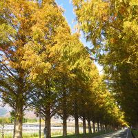 琵琶湖ぐるっと一周　～　紅葉ドライブ　～　１日目は。。。“マキノ高原のメタセコイヤ並木と鶏足寺に行ってきました～”