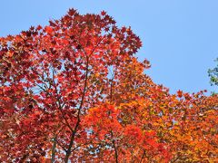 筑波山へ紅葉狩りo(*ﾟ∀ﾟ*)o｡･:*:･ﾟ’☆,｡･:*: が・・・筑波山は日本百名山の一つです！という事は･ﾟ･(；´ﾟдﾟ)ゞ･ﾟ･ぁゎゎ･･