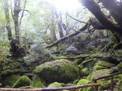 屋久島へ今年最後のトレッキング～白谷雲水峡編～（久々の一人旅）