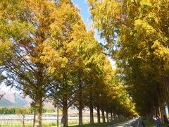 琵琶湖ぐるっと一周　～　紅葉ドライブ　～　１日目は。。。“マキノ高原のメタセコイヤ並木と鶏足寺に行ってきました～”