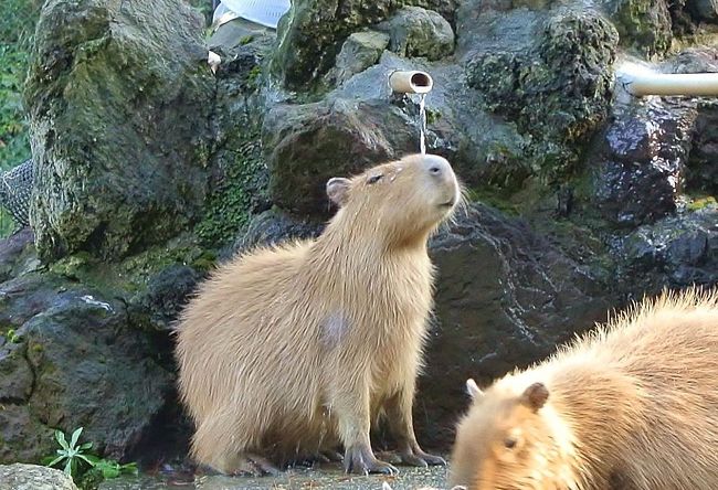 46ヘクタールという巨大な敷地の中にある県最大の動物園「埼玉県こども動物自然公園」。この動物園には230種類の動物がいますが、動物とのふれあいをコンセプトとしているため、象や猛獣がいないのが特徴です。<br />埼玉県ではここだけでしか見ることができないというカピバラ温泉が11月中旬から始まったという事で、お湯に入る姿を見に行ってきました。<br />久しぶりの動物園で愛嬌のある動物たちに癒されながら、見ごろの紅葉も楽しむことできました。<br /><br />【埼玉県こども動物自然公園】<br />●入園料：大人510円、小人（小・中学生）210円、小学校就学前・障害者手帳をお持ちの方は無料　<br />●駐車場：普通車600円、大型1,200円<br />●開園時間：9：30～17：00（11/15～2/10　9：30～16：30）<br />●休園日：毎週月曜日（月曜日が祝日の場合は開園）、年末年始12/29～1/1<br />●住所・電話：埼玉県東松山市岩殿554　0493-35-1234