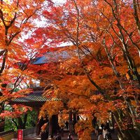 琵琶湖ぐるっと一周 ～ 紅葉ドライブ　～　２日目は。。。“永源寺と教林坊の紅葉を愛でました～”