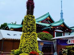 亀戸天神社-2　菊飾りの東京スカイツリーも　☆天空樹の見える境内で