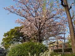 今年も京都の桜の時期に・・・3