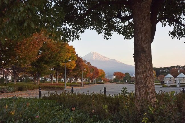いつもの散歩のコースを変えて中央公園まで富士山と紅葉を見ながら散歩して来ました。<br /><br />★富士市役所のHPです。<br />http://www.city.fuji.shizuoka.jp/<br /><br />★ロゼシアター(富士市文化会館)のHPです。<br />http://rose-theatre.jp/