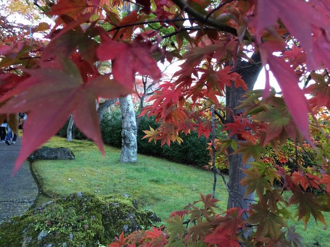 箱根の紅葉・・・一日トコトコ切符購入〜並び　予定電車に乗れず、箱根登山鉄道＆ケーブルカー＆ロープウエイどこもかしこも大蛇の列と満員電車で疲れました。　　　　　　　　　　　　　　　　<br /><br />毎年見逃していた・・・紅葉狩・・・って大変なのね〜