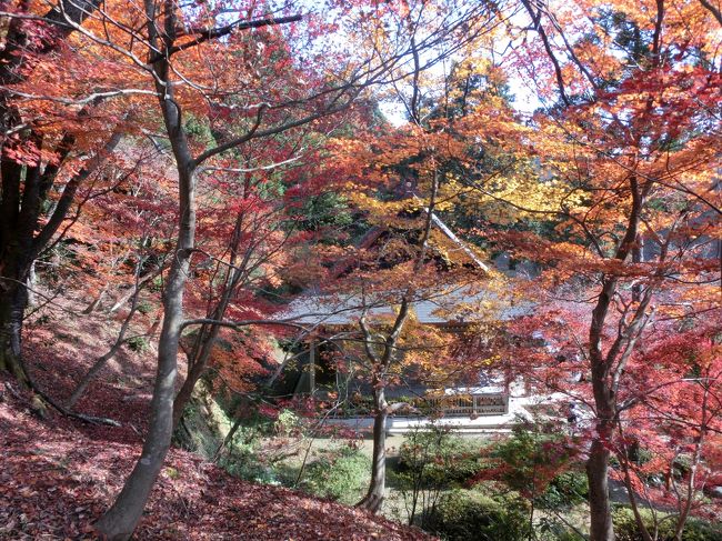 昔、廃寺になったところを地域の方々が一生懸命に手入れをし、見事なまでの紅葉の場所を維持してきた古橋、石道地区。沢山の方に愛されてきたという己高閣、鶏足寺、石道寺界隈を散策してきました。<br /><br />メディアに取り上げられてから、より多くの方が訪れるようになり、今年から協力金という形で国道281号線臨時駐車場前で200円のチケットを購入しました。<br />臨時駐車場、ガードマン、仮設トイレ、と納得の金額ですが・・・<br />紅葉見物の前に「？」発生！<br /><br />己高閣の十一面観音の拝観料の500円の内訳の中になんと鶏足寺、石道寺の分も含まれているのです。<br />結局700円の投資。<br />お世話になった主人の故郷です。<br />「寄付」した気持ちを優越感に転換することにしました。^^；<br />つまり、200円払わずに己高閣で払えば500円で全部見られるということです。「これは問題になってるんやけどね」と受付の方もおっしゃってました。<br />来年は解決していますように、と思いながら散策のスタートです！！<br /><br /><br />