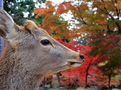 紅葉の京都・奈良旅行