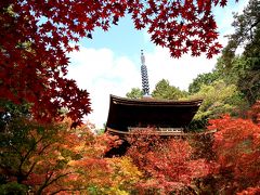 湖東三山（金剛輪寺、西明寺、百済寺）の紅葉。見ごろで、とても綺麗でした。