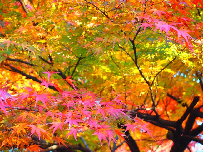 今年も紅葉の時期がやって来ました!　今年の夏は、残暑らしい暑さがかなり短く、すぐ秋が来て、今はもうすっかり冬らしい寒さですよね(私が子どもの頃はこんな感じだったと思うけど…)。　ということで今年の紅葉は早めかしら??って思いながら紅葉の見頃をインターネットでチェックしていたけど、結局は時期的には去年とあまり変わらなかった気がします。<br /><br />週末で言うと、去年の11月より1週間遅れくらいで、北埼玉の紅葉を堪能してきました!　自然がいっぱいあるから絶対キレイだとは思っていたけど、去年のように行き当たりばったり行ったわけではなく、事前に予習して(予習した時はまだ青々と葉が茂っていた!)、「ここだったら絶対に最高の紅葉狩りが出来る!　しかも公園内が広いからそこまで混雑しなそう!」って思って狙っていたのです。　狙いどおりでした☆<br /><br />あと1か所は初めて行った場所で、最寄駅から3kmもあり、かなり遠かったけど、ココもなかなかキレイな紅葉でした!　花(植物)の命は短いけれど、桜よりはちょっと長めに色の移り変わりを楽しめる紅葉狩り。　これからも毎年、色々と調べて行きたくなりました!