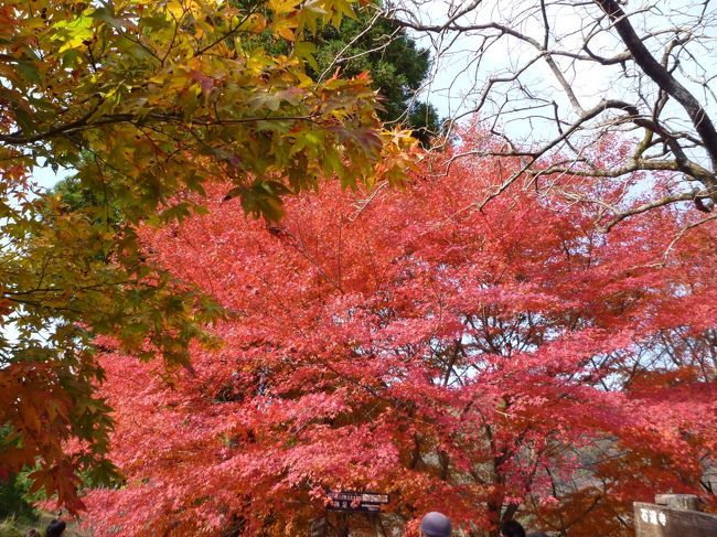11月の三連休に、毎日紅葉見物に出かけた。モミジの赤い色が嫌になるほどだ。行ったのは三箇所。岐阜美濃の大矢田神社、養老山系の多良峡森林公園、滋賀木之本鶏足寺・石道寺。それぞれ趣のあるお寺・公園だった。葉の色が、緑・黄・紅と変わりつつあるモミジの葉がとてもきれいだった。