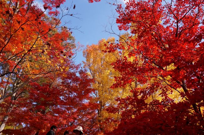 宍粟市山崎町の最上山公園もみじ山の紅葉は今月15日から30日までもみじ祭りが開催中で今まさに今が見頃。朝早くから大勢の観光客で大賑わい。22〜24日は宍粟おもてなし市も開催中で沢山の出店が出店して地元のグルメや特産品が販売されていた。最上山公園は赤や黄色など色とりどりの紅葉で全山埋め尽くされまさにもみじ山。見応え充分でもう少し楽しめると思われるのででお勧めの観光スポットです。<br />