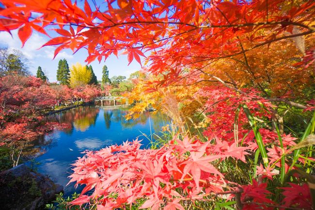 人生で一度はこの目で見てみたいと思い、行列を覚悟の上で京都の紅葉を見に行きました。三連休を避けて平日に見に行きましたが、やはり人の数は多く、正直のんびりと落ち着いて見るという訳にはいきませんでした。それでもなお、この時期だからこその京都ならではの紅葉の風景というものは間違いなく存在し、人の多さを差し引いても、一回は行く価値があると思うところです。<br /><br />なお、今回の旅行は3泊4日で、この旅行記はそのうち1日目の内容となります。<br /><br />【旅程】<br />★1日目：東福寺→南禅寺&amp;天授庵→永観堂→圓徳院＆高台寺（含むライトアップ）<br />☆2日目：嵐山界隈（天竜寺・渡月橋等）→金閣寺界隈→北野天満宮（含むライトアップ）<br />☆3日目：貴船神社→銀閣寺界隈→清水寺（含むライトアップ）<br />☆4日目：平等院鳳凰堂→平安神宮→祇園界隈<br /><br />【関連URL】<br />（紅葉の色づき情報）<br />京都・滋賀の紅葉情報（京都新聞）：http://www.kyoto-np.co.jp/kp/koto/momiji/<br />→紅葉情報を載せているサイトはいくつかありますが、京都の紅葉については、このサイトが写真付きで更新頻度も高いので、一番役に立ちました。<br /><br />【関連旅行記】<br />2日目：http://4travel.jp/travelogue/10956977<br />3日目：http://4travel.jp/travelogue/10959210<br />4日目：http://4travel.jp/travelogue/10960970