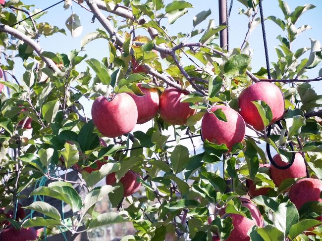 今年、春に長野県下伊那郡喬木村でりんごの木のオーナーを募集していました。昨年も、応募しましたが今年も応募しました。<br />http://www.takagi-nkkc.jp/eat/ringo-owner/<br /><br />義兄と義弟、それに我が家。三家でりんごの木のオーナーを申し込み、今日喬木村へ収穫に行ってきました。三家で、りんごの木の代金をワリカンにすることになっていましたのです。昨年、オーナー制度に応募した後で、応募したことを知ったおばあちゃんがお金を出してくれると言うことになりました。今年も、おばあちゃんがスポンサーになってくれました。<br />明日は、１１月２３日が収穫祭と言うことでオーナーが喬木村の「たかぎ農村交流研修センター」に各地から集まるのです。私たちは一日早く収穫に出掛けました。<br />昨年の時、この交流研修センターの前で餅投げや豚汁のおもてなしがありました。今年も同じように行われることでしょう。<br /><br /><br /><br />最後に。<br />りんごを収穫しに出かけた南信州路。<br />単に、りんごを収穫するだけでなく、りんご農家とお話しできましたし、時間が有って菓子工場や元善光寺を訪ねる事が出来ました。好天に恵まれた南信州路。充分楽しめました。<br />また、来年もりんごオーナーに応募したい気分です。<br /><br />
