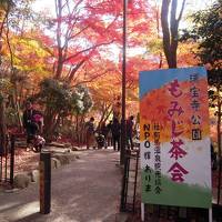 瑞宝寺公園のもみじ茶会　～秀吉が愛した金泉に浸って～