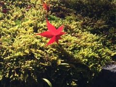 プレミアムなバスツアーで京都に紅葉を見に行こう！2014秋