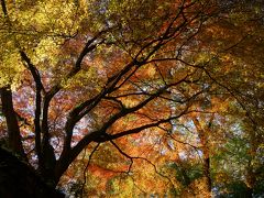 紅葉のちょい山歩き関西三日間（三日目・完）～壷阪寺から高取城跡のハイキングは、これ以上ない紅葉の絶景。橿原周辺のサイクリングでクールダウンしました～